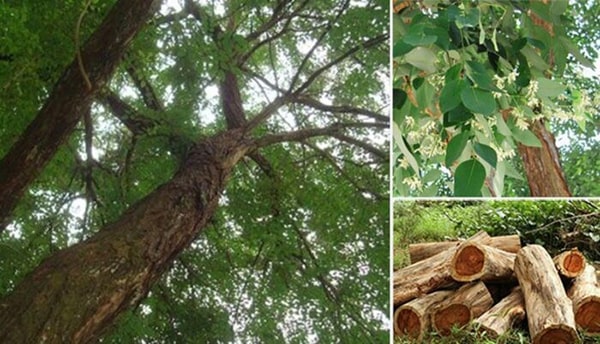 cây gỗ cẩm lai