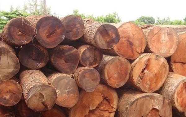 gỗ gõ đỏ Nam Phi